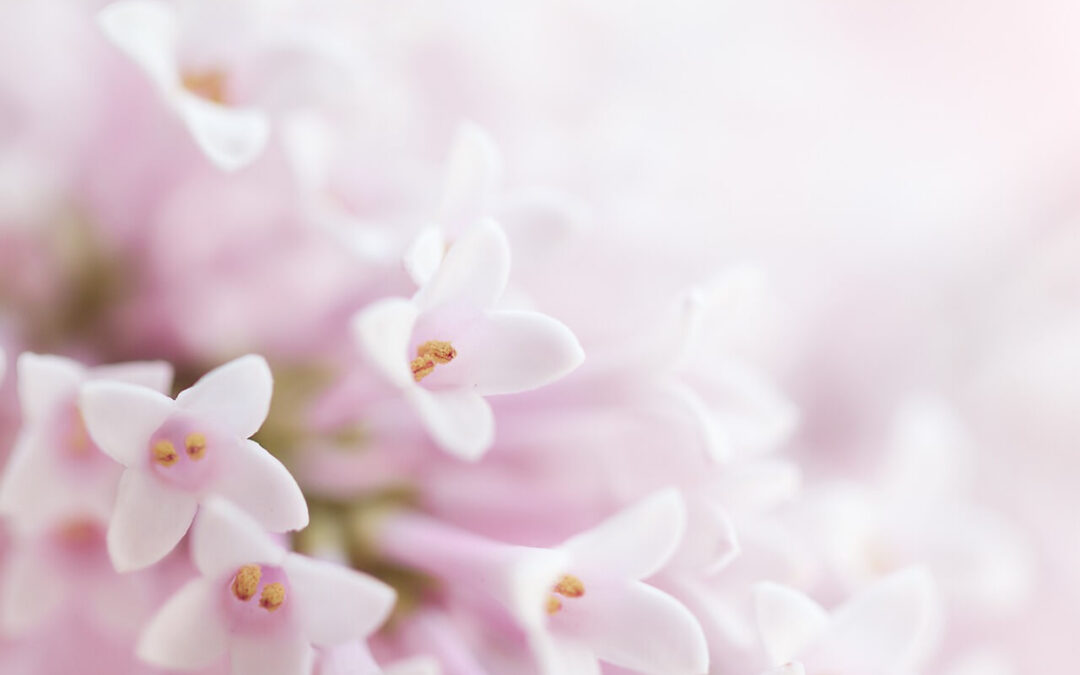 El florecer silencioso